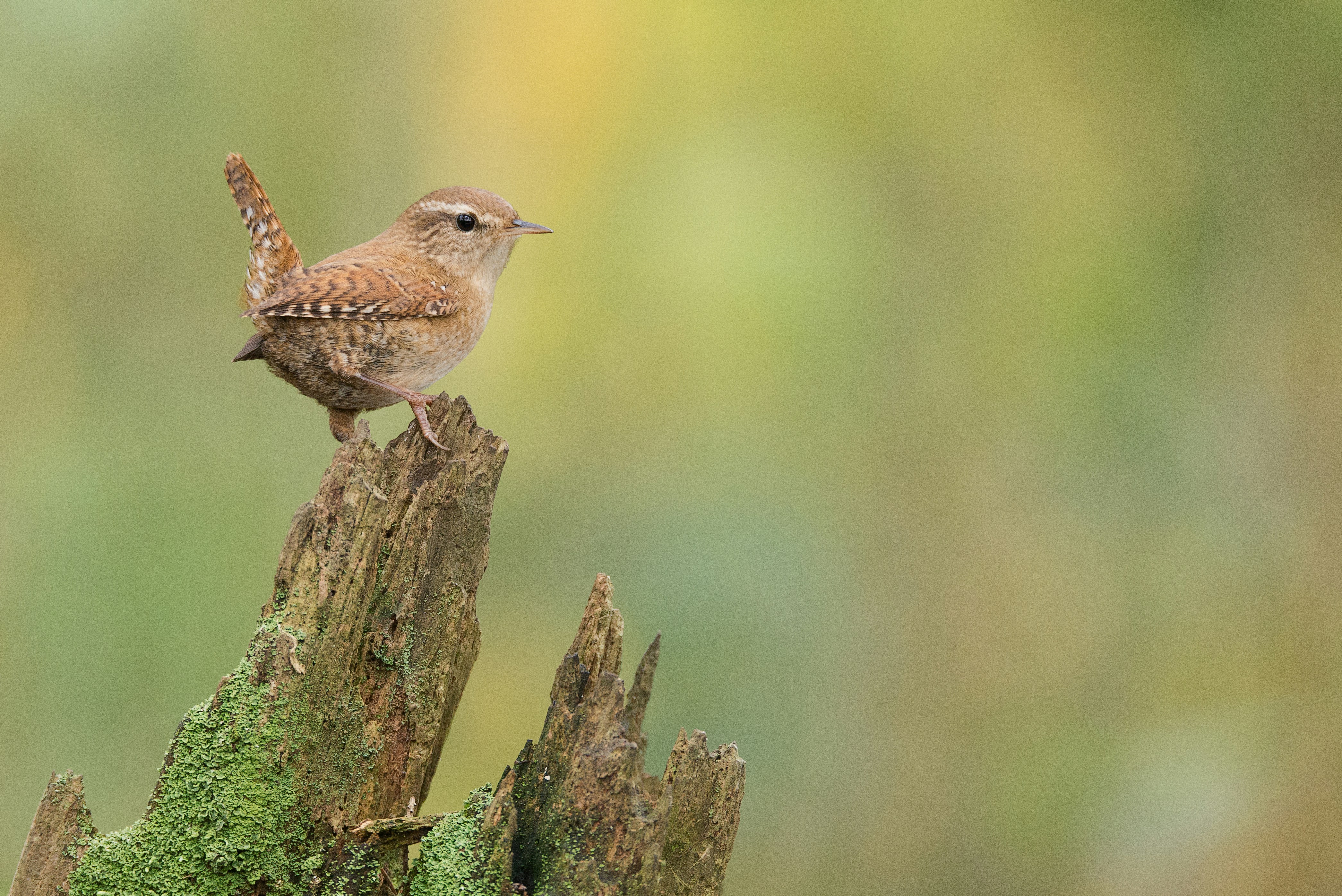 A tiny winter wren sits atop a decomposing stump. Tail cocked up and "eyebrow" raised, this wren looks to be judging you.
