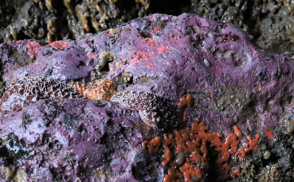 Take a Night-time Low Tide&nbsp;Walk
