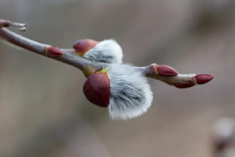 Go on a Midwinter Tree Bud&nbsp;Walk