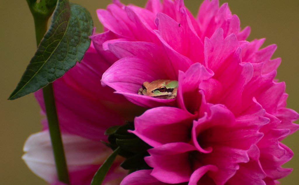 Spring Is for Pacific Chorus&nbsp;Frogs